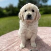 Cuccioli Golden Retriever
