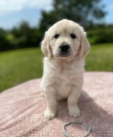 Cuccioli Golden Retriever