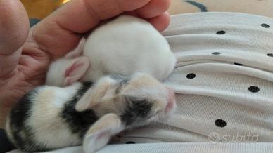 Coniglietti testa di leone angora