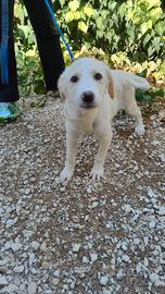 Pupa e lyam, cuccioli 2 mesi
