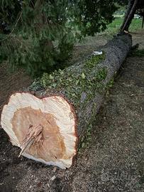 2 tronchi di cedro del Libano