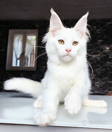 Cuccioli maine coon pedigree