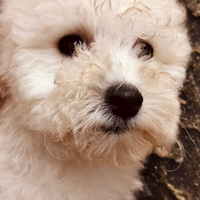 Barboncini toy vari colori M/F