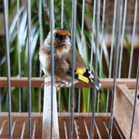 Cardellini anellate foi e documento