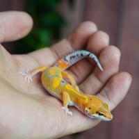 Geco Leopardino Baby