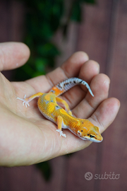 Geco Leopardino Baby