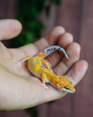 Geco Leopardino Baby
