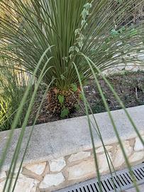 Piante