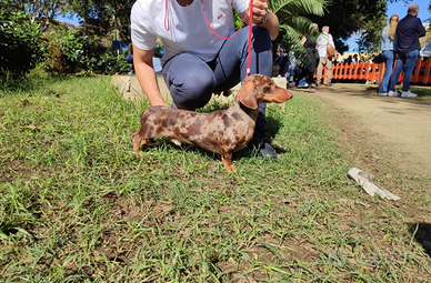 Bassotto stallone enci