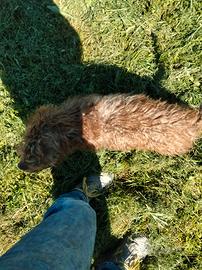 2 cuccioli Lagotto romagnolo di 5 mesi, co