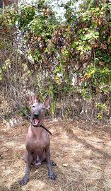 Cane Nudo Messicano (xoloitzcuintli)