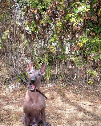 Cane Nudo Messicano (xoloitzcuintli)