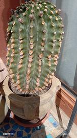 cactus fa fiori rosa €20 alt cm 40