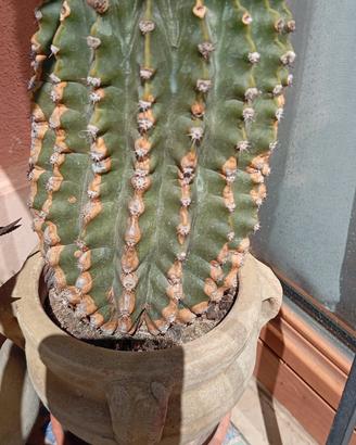 cactus fa fiori rosa €20 alt cm 40