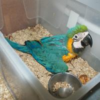 Ararauna ed altri pappagalli