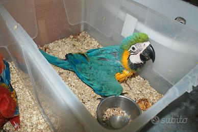 Ararauna ed altri pappagalli