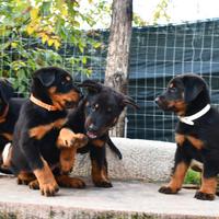 Cuccioli PASTORE DI BEAUCE (Beauceron)
