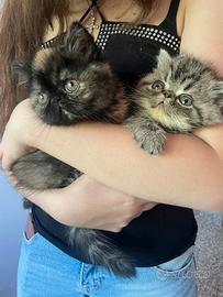 Gattini persian shorthair