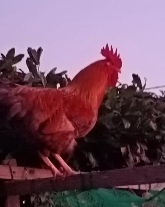Galline e galli