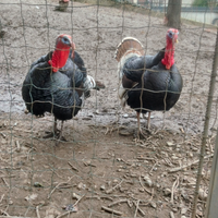 Coppia tacchini madchi