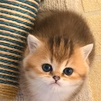 British shorthair