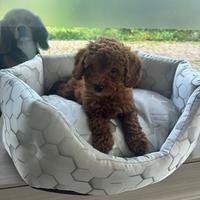 Barboncini toy e nani