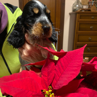 Cocker Spaniel Inglese