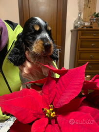 Cocker Spaniel Inglese