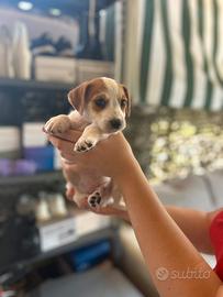 Jack russel ultimo