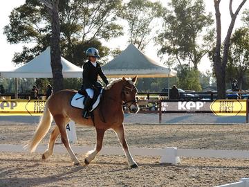 Vendita Pony halfinger