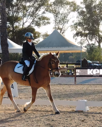 Vendita Pony halfinger