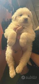 Cuccioli di pastore maremmano abruzzese
