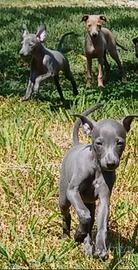 Cuccioli piccolo levriero italiano