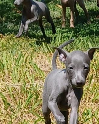 Cuccioli piccolo levriero italiano