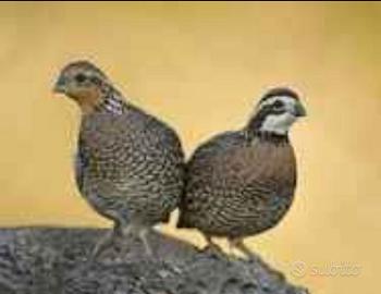 Collini della virginia