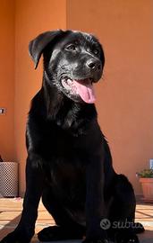 Splendida mix Labrador Retriever nero