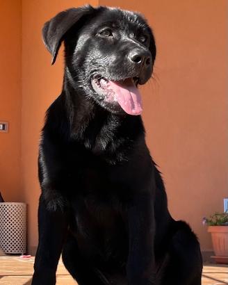 Splendida mix Labrador Retriever nero