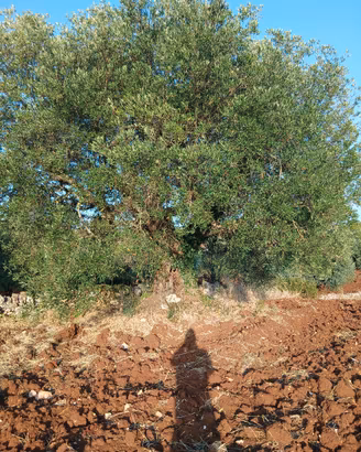 albero di ulivo