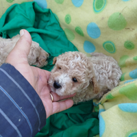 Quattro cuccioli di barboncini toy