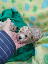 Quattro cuccioli di barboncini toy