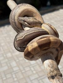 Boa constrictor maschio