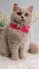 British Longhair  Nespola 