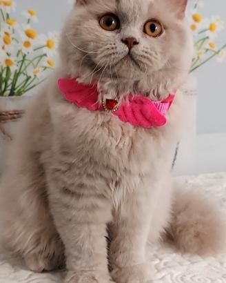 British Longhair  Nespola 