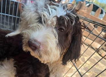 Cuccioli Lagotto springer x Lagotto springer