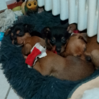 Cuccioli di pinscher