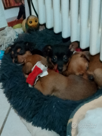 Cuccioli di pinscher