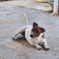 Cuccioli di jack russel