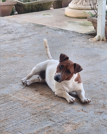 Cuccioli di jack russel
