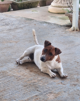 Cuccioli di jack russel