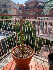 Albero di Arancio